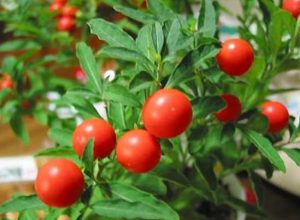 ashwagandha3
